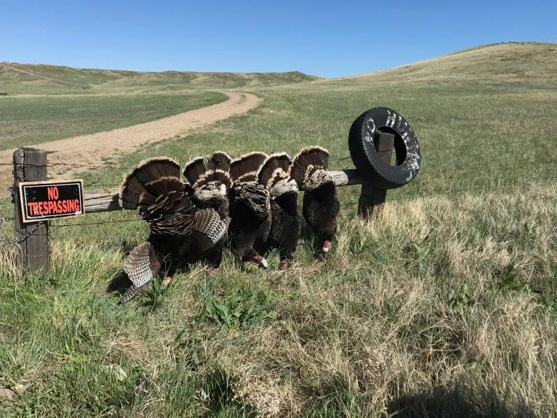 Bad River Bucks and Birds - OTC Spring Turkey 2 Bird Hunt (3day, 4night, All-inclusive)