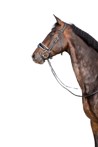 Dy'on Large Crank Noseband Bridle with Flash NEDCAM/N/O