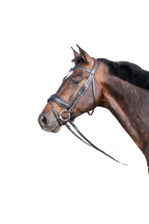 Dy'on Large Crank Noseband Bridle with Flash NEDCAM/N/O