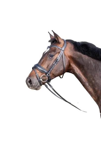 Dy'on Large Crank Noseband Bridle with Flash NEDCAM/N/O