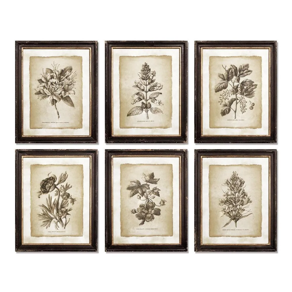 Framed Vintage Floral Prints, Set Of 6