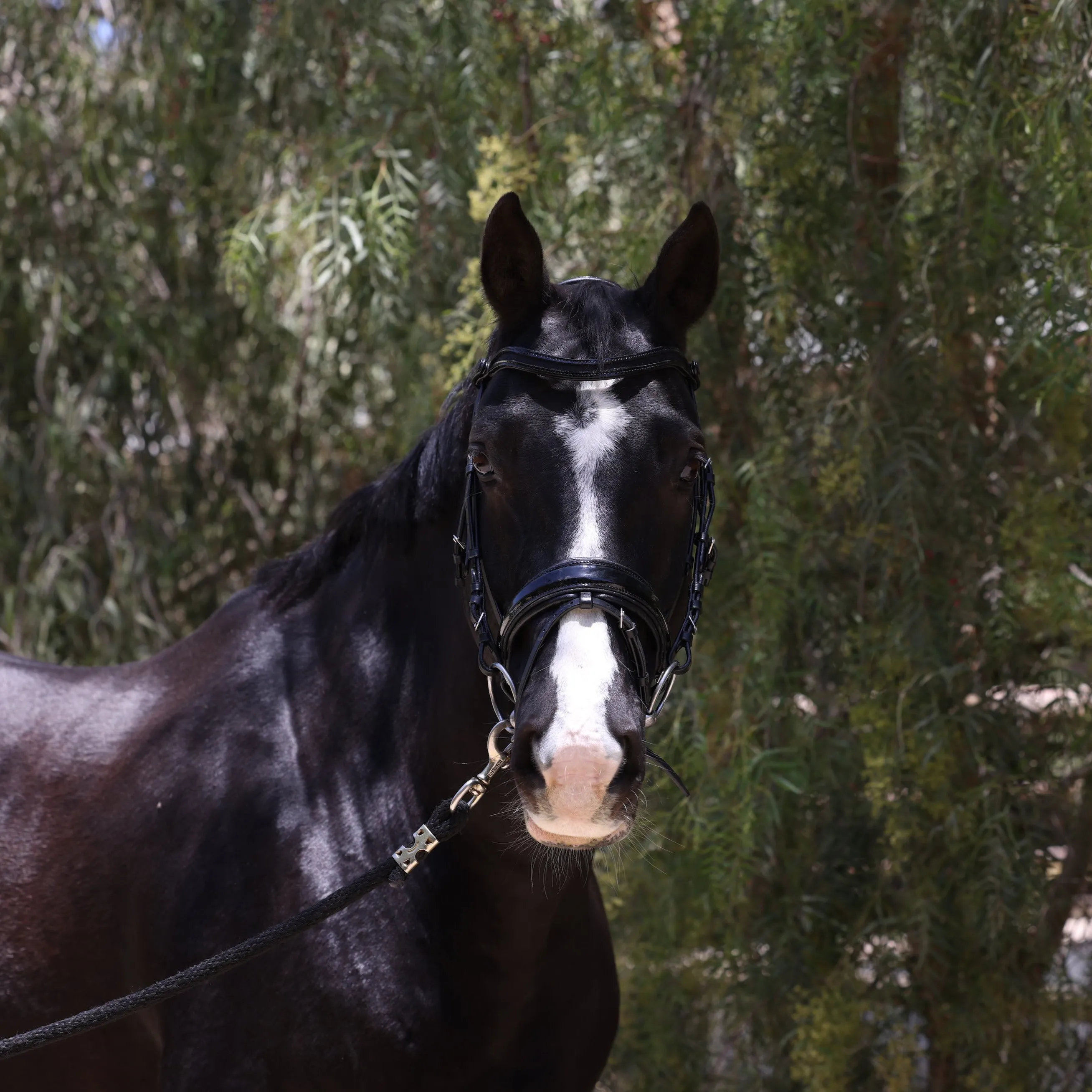 Natalia Black Patent Snaffle Bridle