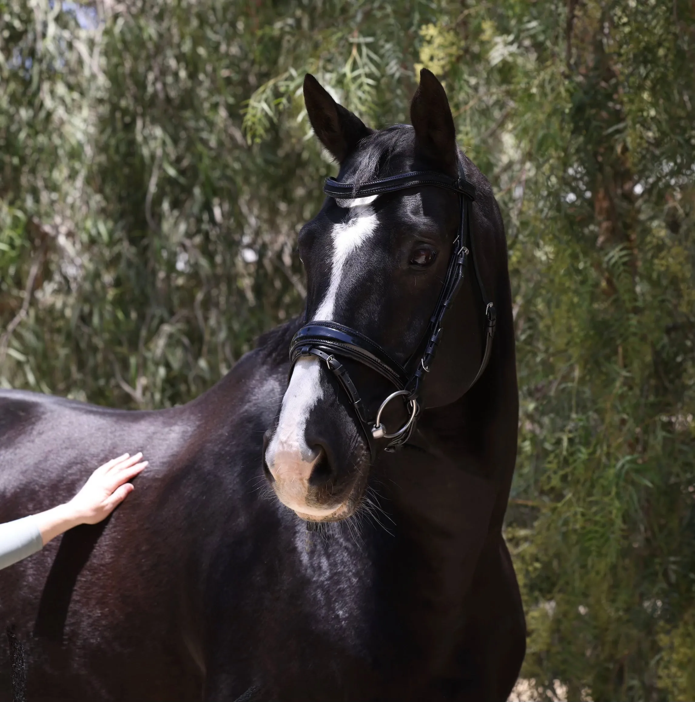 Natalia Black Patent Snaffle Bridle
