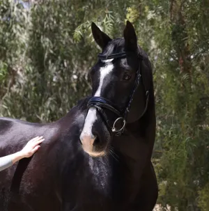 Natalia Black Patent Snaffle Bridle